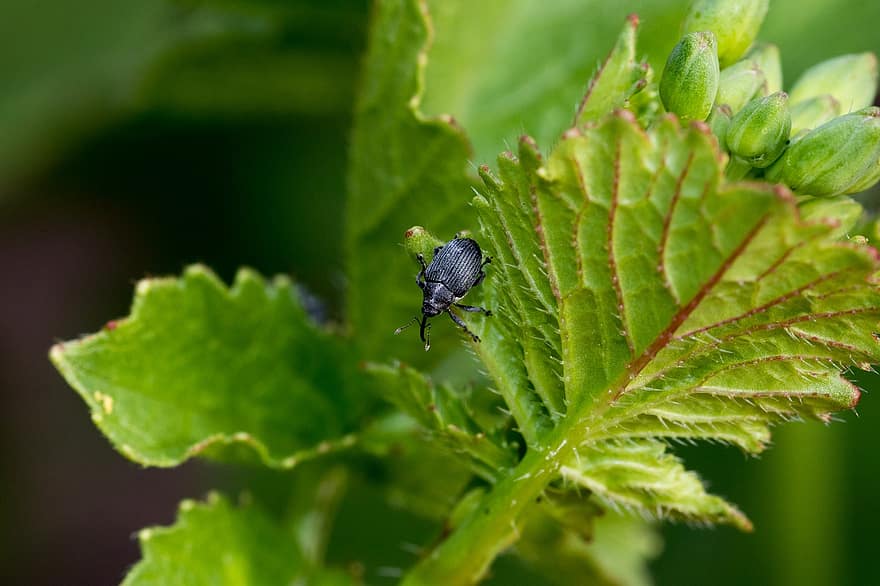 kumbang, makro, serangga, alam, merapatkan, hewan, daun, taman