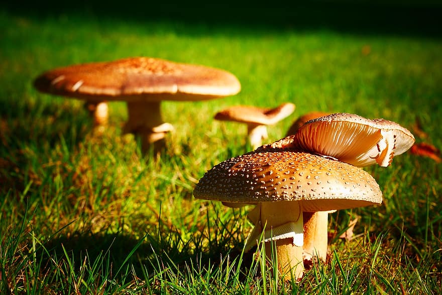 funghi, fungo, erba, natura, avvicinamento, all'aperto, foresta, autunno, incolto, stagione, fungo velenoso
