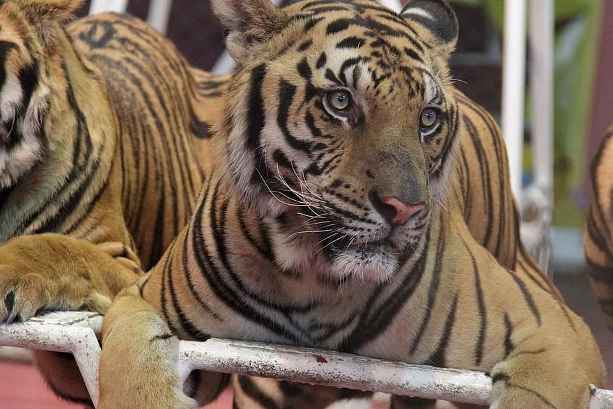 τίγρη, ζώο, φύση, τίγρης της Βεγγάλης, ριγέ, μη κατοικίδια γάτα, αιλουροειδής, ζώα στη φύση, μεγάλη γάτα, είδη υπό εξαφάνιση, μεγάλο