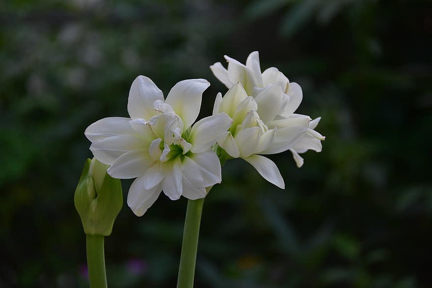 lăcrimioare, alb, floare, frumos