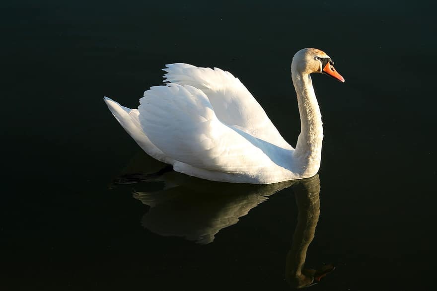 Swan, Bird, Feather, Plumage, Bill, Lake, Reflection, Nature, Water, Animal, Water Bird