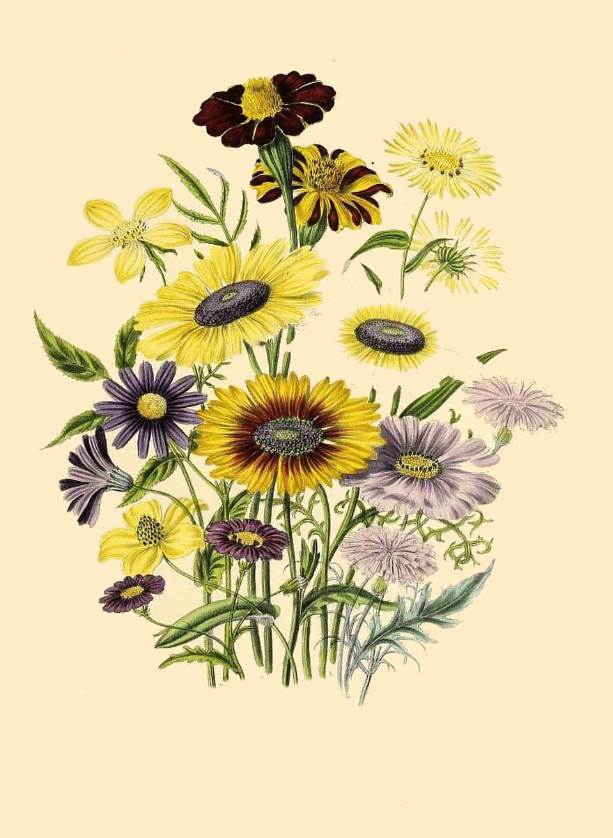 botanische print, antiek, flora, natuurlijk