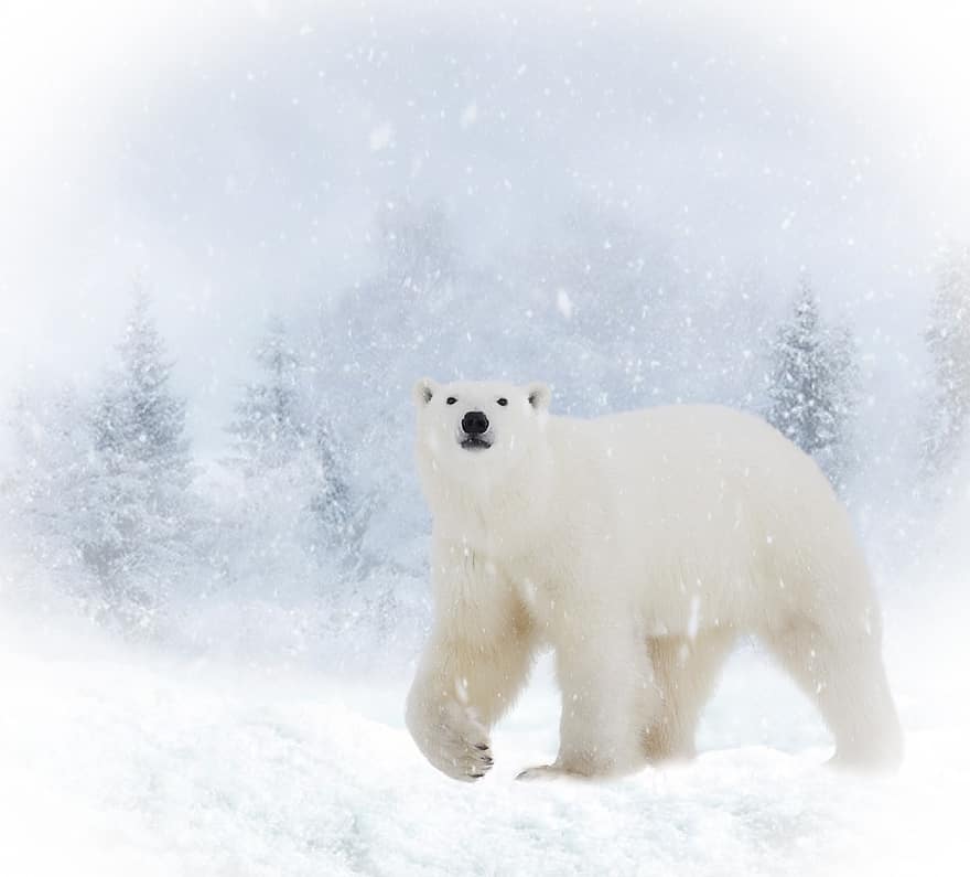 животное, Полярный медведь, зима, снег, млекопитающее, Арктический