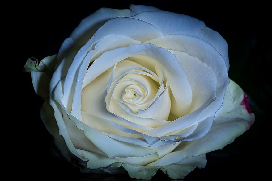 τριαντάφυλλο, λουλούδι, λευκό, πέταλα, ανθίζω, άνθος, χλωρίδα, λευκά πέταλα, λευκό τριαντάφυλλο, λευκό λουλούδι, πέταλα τριαντάφυλλου