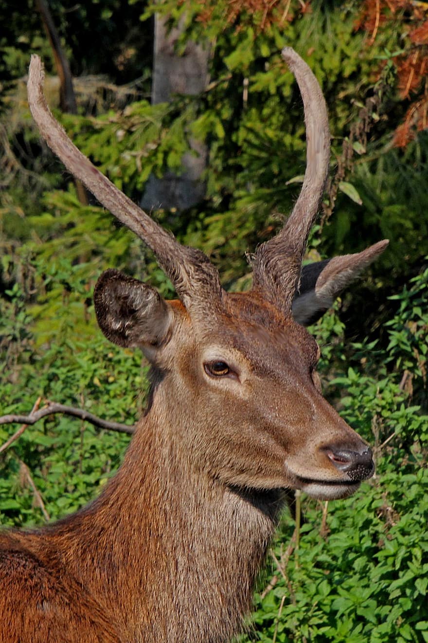 олений рог, красный олень, Hirsch, Scheu, дикий, млекопитающее, животное