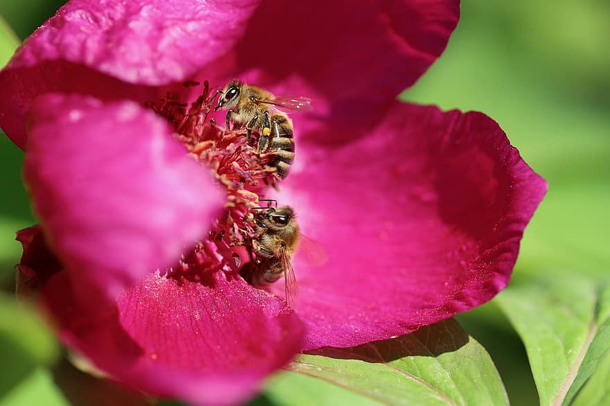 божур, пчели, насекоми, медоносни пчели, опрашване, опрашвам, листенца, растение, цвят, разцвет, градина