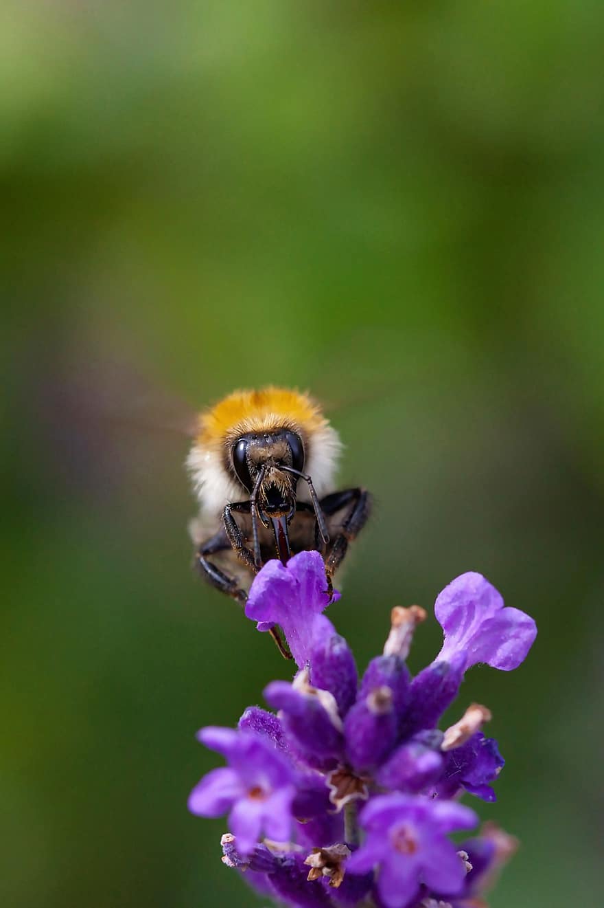 bumblebee, ดอกไม้, การผสมเกสรดอกไม้, ดอกไม้สีม่วง, ธรรมชาติ, แมลง, ดอก, เบ่งบาน, ใกล้ชิด, แมโคร, ผึ้ง