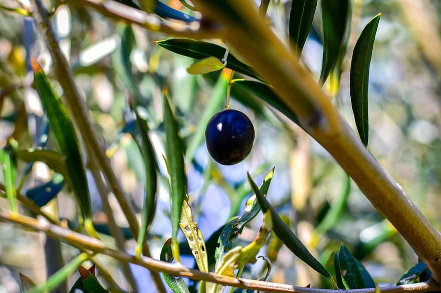 oliivi-, puu, ulko-, haara