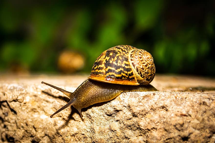 Snail, Shell, Gastropod, Mollusk, Wildlife, Fauna, Wilderness, Animal World, Nature, Close Up