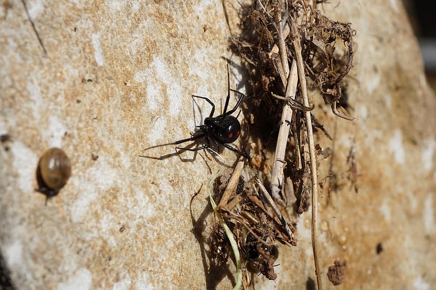 αράχνη, μαύρη χήρα, δηλητηριώδης, μαύρη αράχνη, σαλιγκάρι, ανατριχιαστικός, φρίκη, φοβία, αραχνοφοβία, τρομακτικός, έντομα
