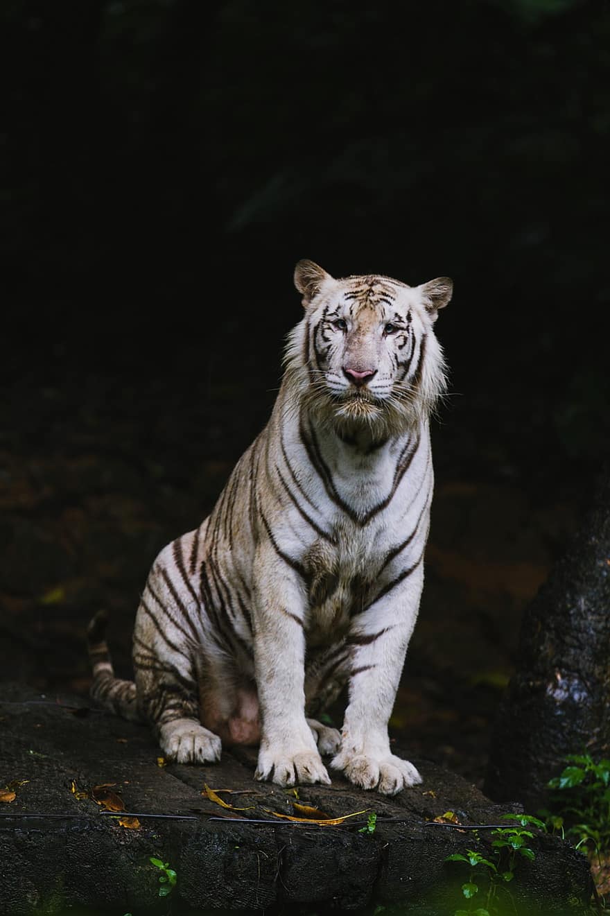 tiger, feline, striper, hvit tiger, pattedyr, dyr, vill