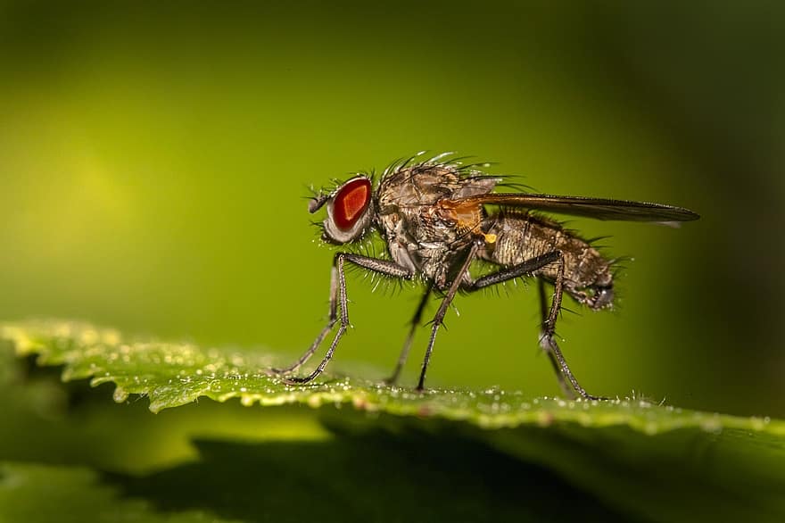 mosca, inseto, macro, natureza, fechar-se, cor verde, mosca doméstica, pequeno, verão, olho animal, folha