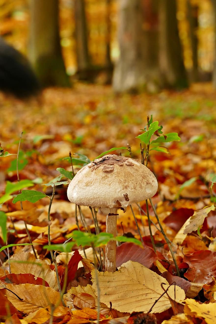 jamur, musim gugur, daun-daun berguguran, jamur liar, spora, sepon, tubuh buah, spesies jamur, Spesies Jamur, ilmu jamur, jamur hutan