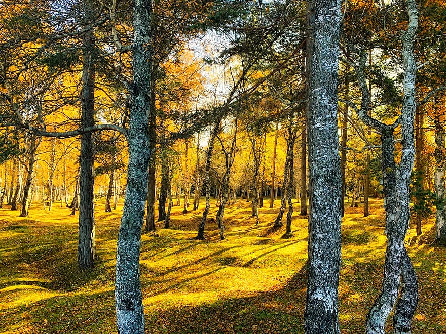 木、自然、秋、屋外、森の中、荒野、シーズン、森林、黄、葉、風景