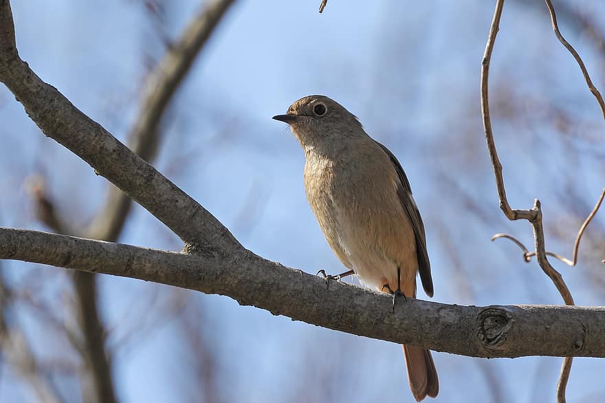 นก, Daurian Redstart, นกวิทยา, สายพันธุ์, สัตว์, ธรรมชาติ, จะงอยปาก, สาขา, สัตว์ในป่า, ขน, ต้นไม้