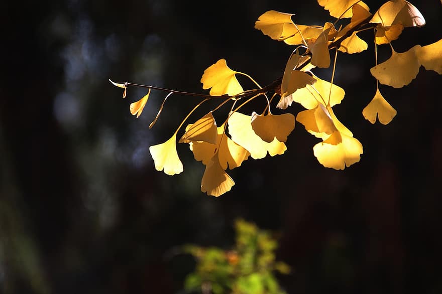 τζίνγκο, φύλλα, κλαδί, δέντρο, ginkgo biloba, πτώση, φθινόπωρο, κίτρινα φύλλα, φύση