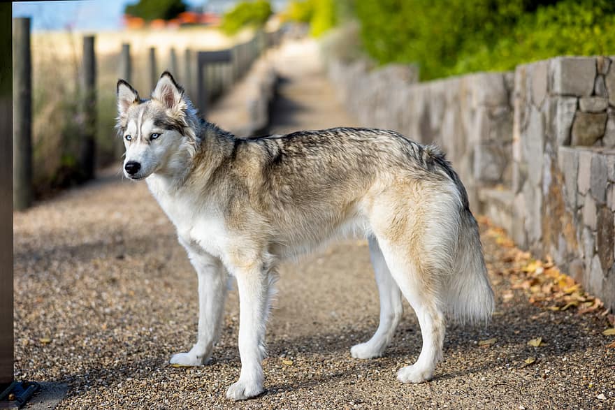 husky, animal, dog, eyes, white, siberian, pet, blue, background, friend, mammal