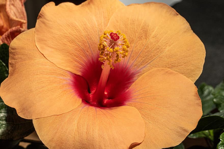 floare, hibiscus, hawaiiblomst, macro, stamină, Capcană de praf, a închide, plantă, frunze, cap de floare, petală