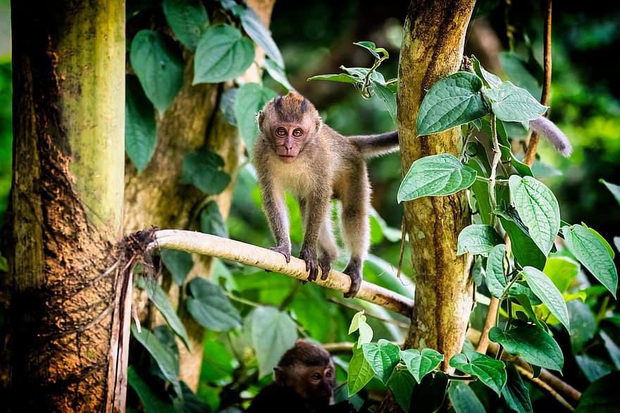 маймуна, природа, животно, примат, тропическа гора, животни в дивата природа, гора, дърво, макак, сладък, зелен цвят