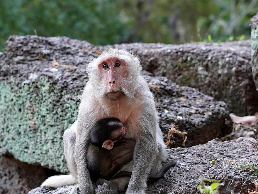 サル、赤ちゃん猿、母乳育児、母、動物たち、霊長類、動物の赤ちゃん