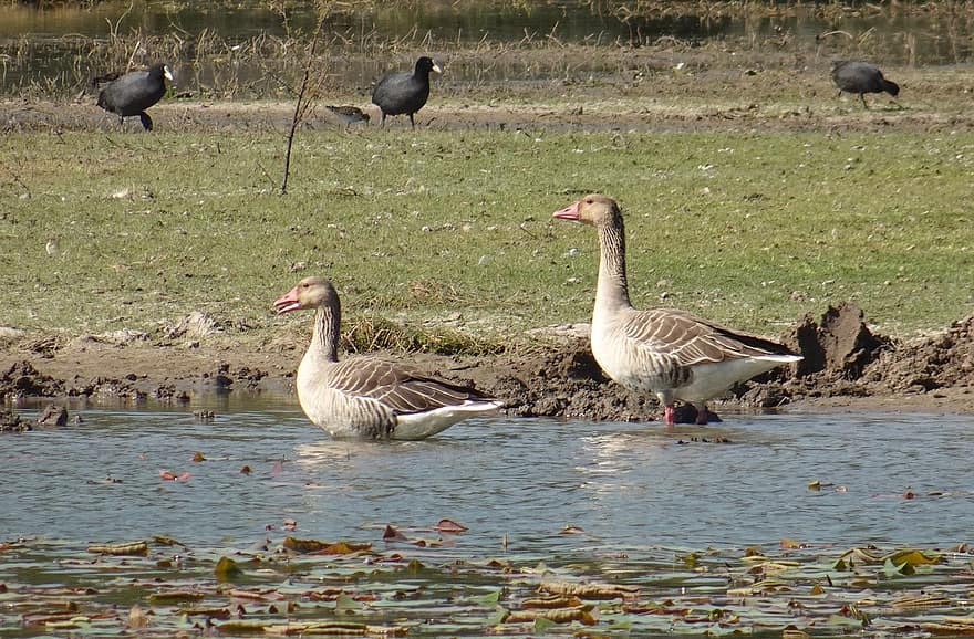 Greylag Geese, Geese, Birds, Animals, Waterfowls, Water Birds, Plumage, Water, Lake, Feathers, Animal World