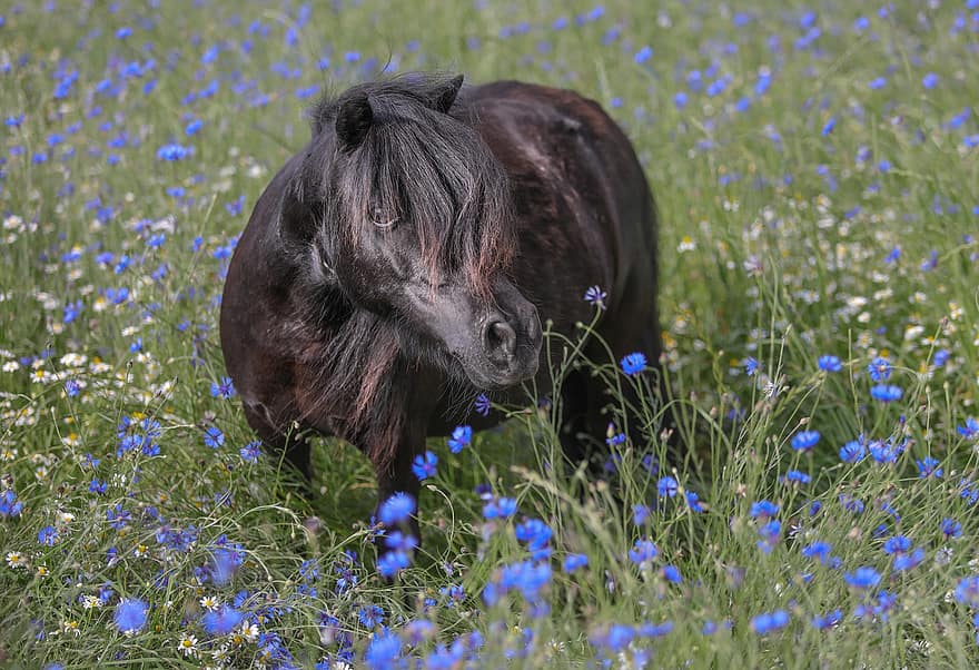 kuda poni, hewan, penunggang kuda, liar, margasatwa, bunga-bunga, padang rumput