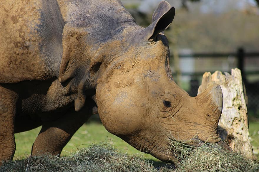 rinoceront, banya, salvatge, reserva, safari, sabana, en perill d’extinció, Àfrica, vida salvatge, zoo, java