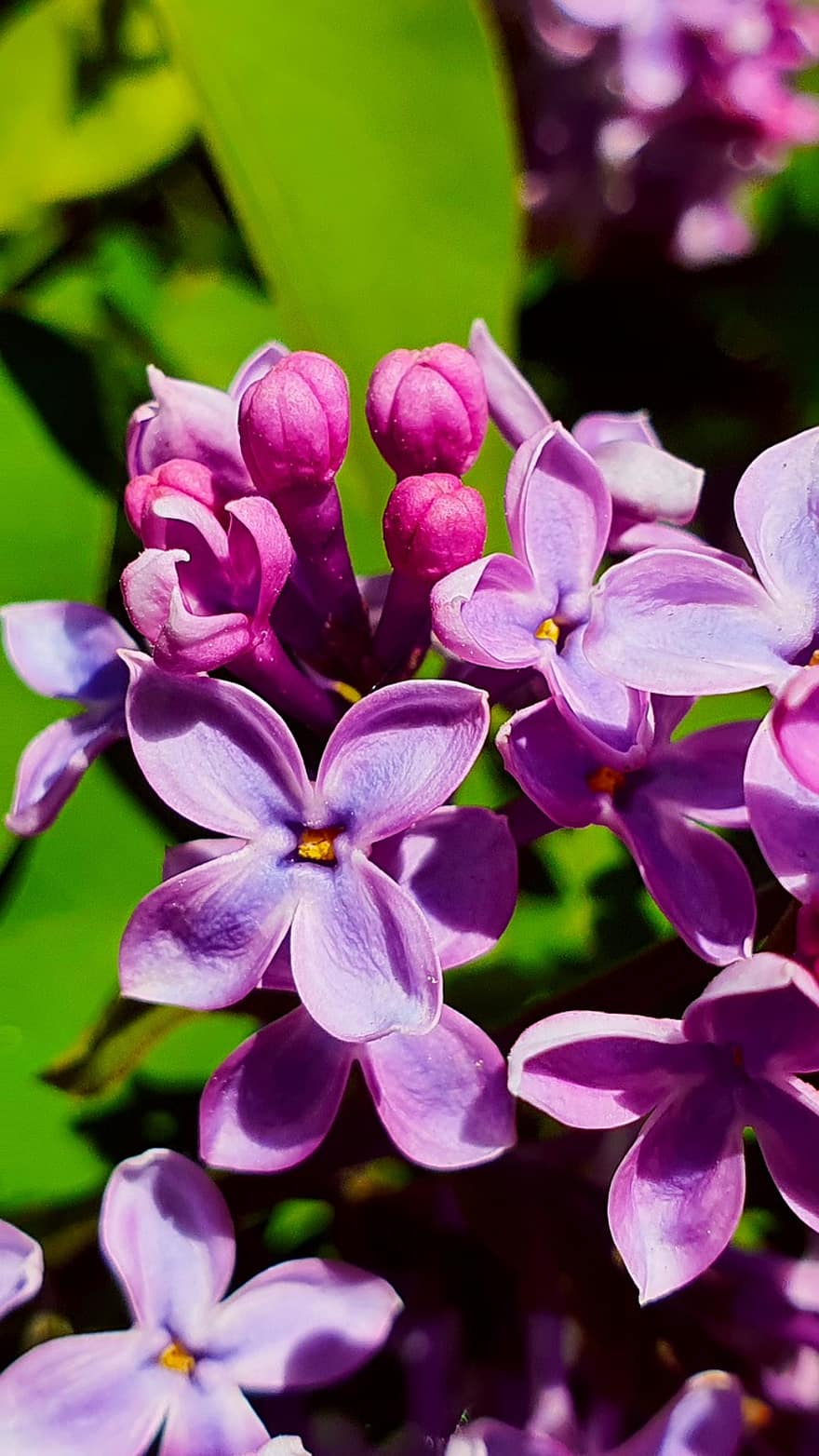ungu, bunga-bunga, bunga ungu, kelopak, kelopak ungu, berkembang, mekar, flora, hal berkembang, taman, tanaman