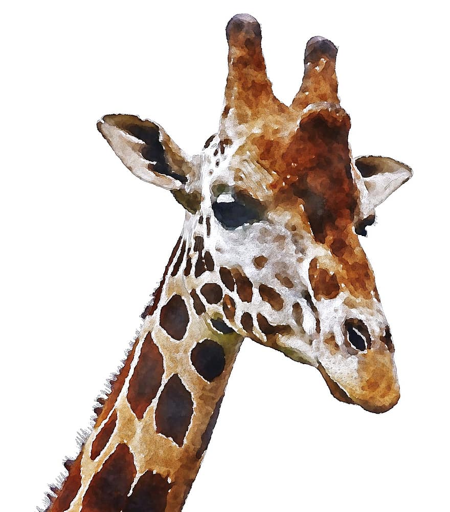 giraffa, Africa, acquerello, animale, oekaki