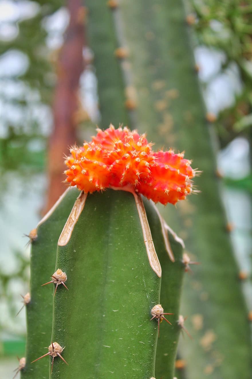 cactus, floare, grădină