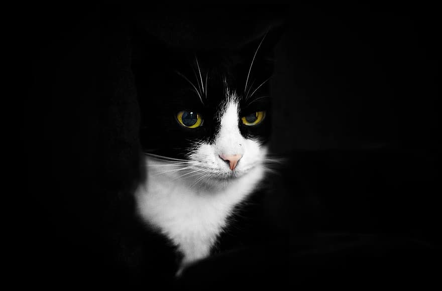 кішка, чорний, тварина, котячих, котячі очі, кошеня, домашня тварина, вітчизняний