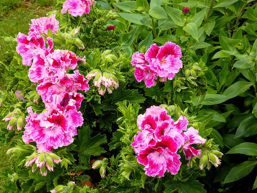 geraniums, फूल, बगीचा, गुलाबी फूल, पंखुड़ियों, गुलाबी पंखुड़ी, फूल का खिलना, खिलना, पत्ते, पौधों, वनस्पति