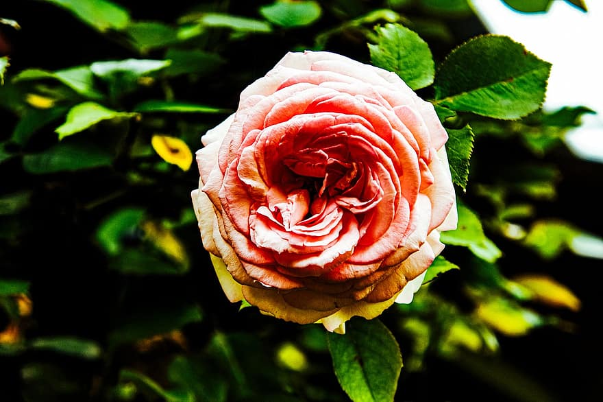 rosa, ro, blommor, blomma, vår, natur, kärlek, sommar, romantisk, romantik, blommig