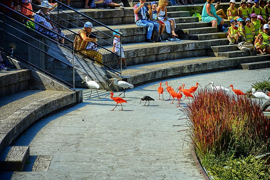 фламинго, птици, парк с птици, Villars Les Dombes, стълбище, архитектура, стъпки, многоцветни, култури, градски живот, ходене