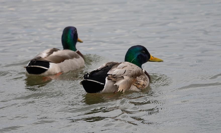 Duck, Birds, Waterfowl, Mallard, Lake, beak, pond, water, feather, mallard duck, water bird