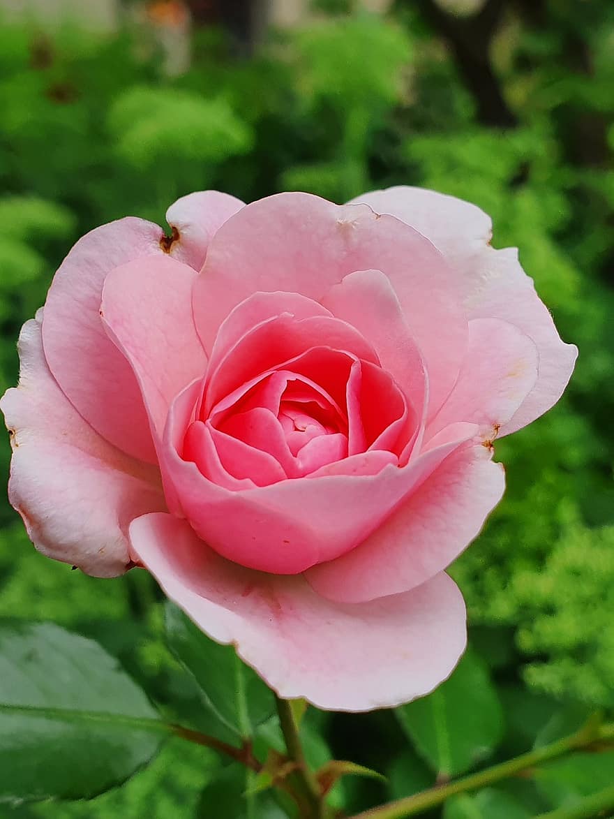 Роза, розовая роза, розовый цветок, сад, лепесток, крупный план, завод, цветок, лист, головка цветка, летом
