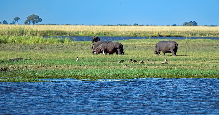 virtahepo, eläimet, nisäkkäät, pachyderm, villieläimiä, villieläimet, erämaa, joki, kosteikko, Okavango, Botswana
