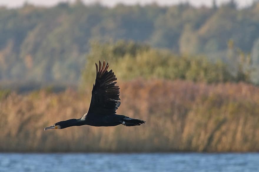 grand cormoran, oiseau, animal, la nature, aviaire, ornithologie