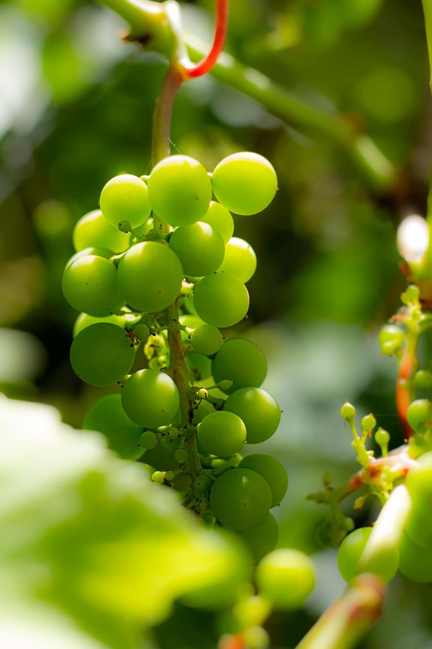 Grapes, Read, Autumn, Wine, Vineyard, Vine, Winegrowing, Winemaker, Vines, Riesling, Vines Stock