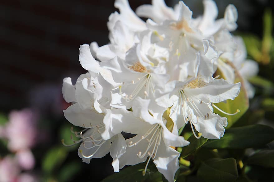 Rhododendren, blühend, Weiße Rhododendren, Blumen, weiße Blumen, blühen, Flora, Blütenblätter, weiße Blütenblätter, Stempel, Blumenzucht