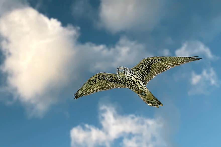 ptak, sokół, saker falcon, ptak drapieżny, zagrożone gatunki, Mongolia, latający ptak, niebo, latający, zwierzęta na wolności, pióro