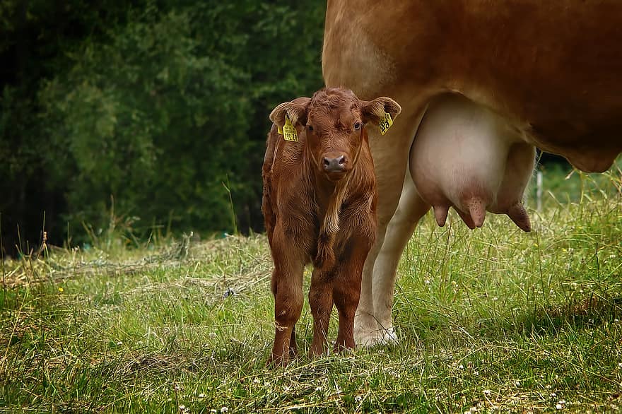 गाय, गाय का बच्चा, दूध, प्यारा, सस्तन प्राणी, जानवर