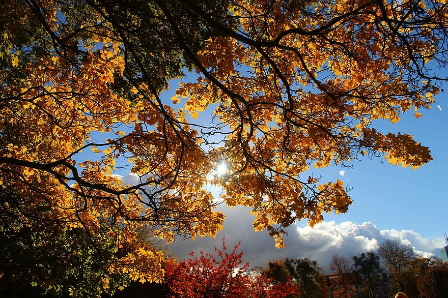 есен, листа, шума, дърво, есенни листа, есенна листа, есенния сезон, попадат зеленина, гора, листо, жълт