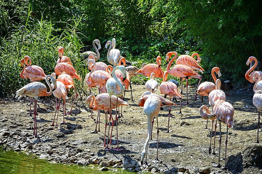 flamingók, tavacska, Franciaország, park, Villars-les-Dombes, madártoll, csoport, csőr, vadon élő állatok, Afrika, többszínű