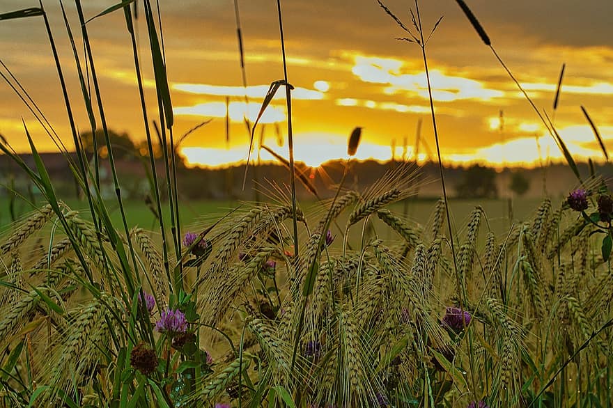 gandum, alam, matahari terbenam, bunga, di luar rumah, musim panas, pemandangan pedesaan, pertanian, padang rumput, kuning, tanah pertanian