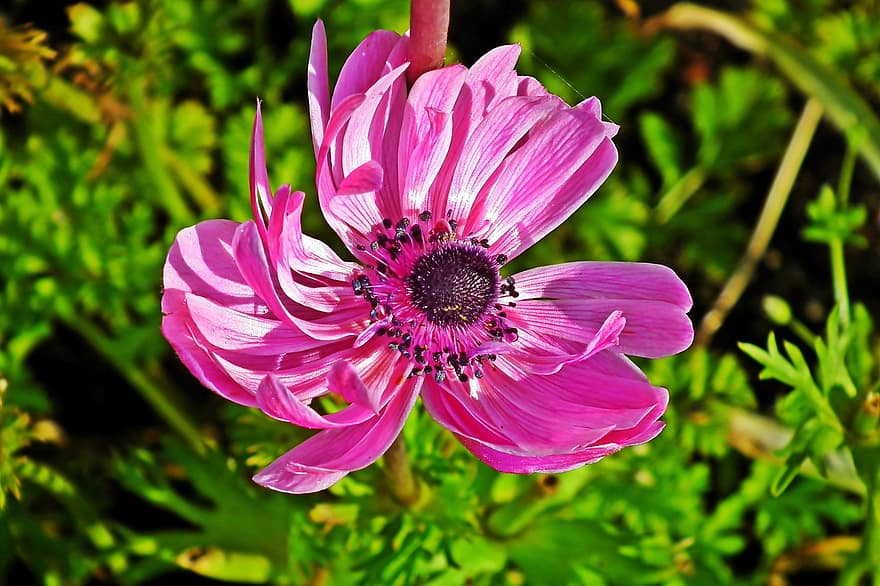 anemone, blomst, anlegg, rosa blomst, petals, flora, hage, vår, natur