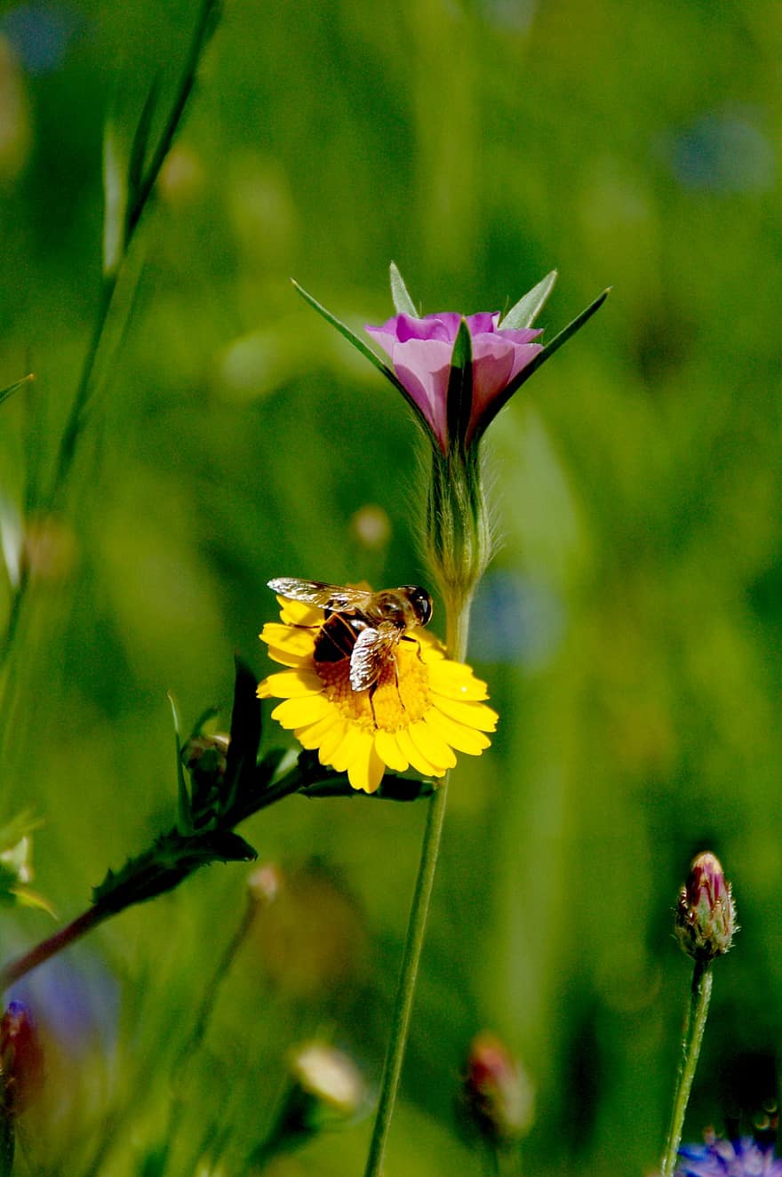 फूल, जंगली, मधुमक्खी, हाशिए पर, गुलाबी, हरा, गर्मी, घास का मैदान