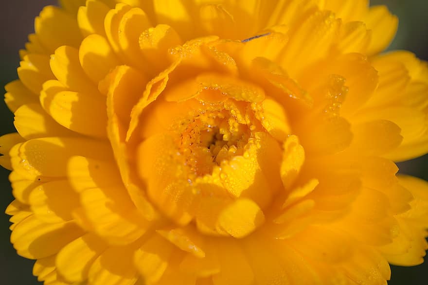chrizantema, geltona chrizantema, geltona gėlė, gėlė, mamos, chrizantai, žydi, žiedas, žiedlapių, augalų