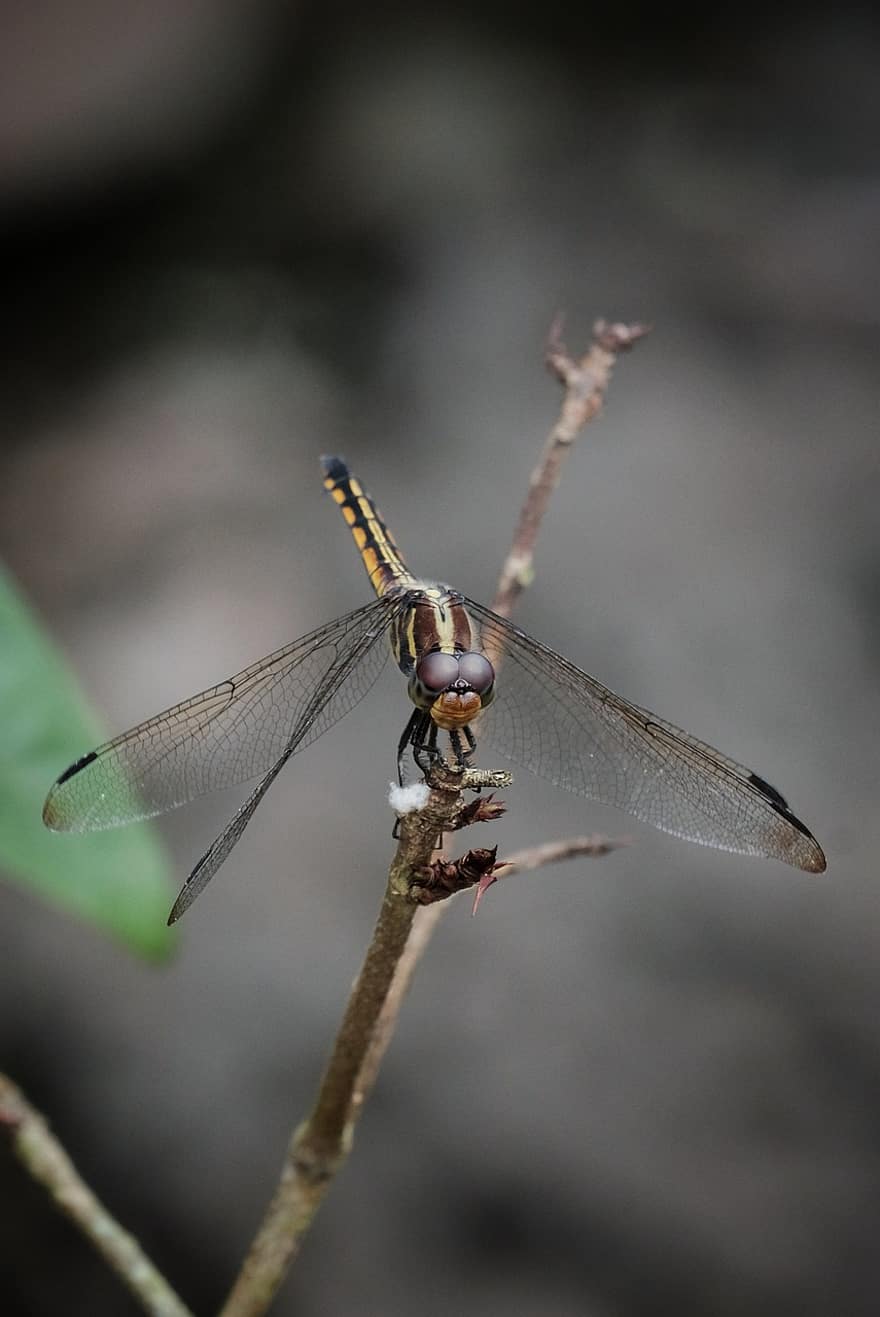 Dragonfly, Insect, Wings, Entomology, Compound Eyes