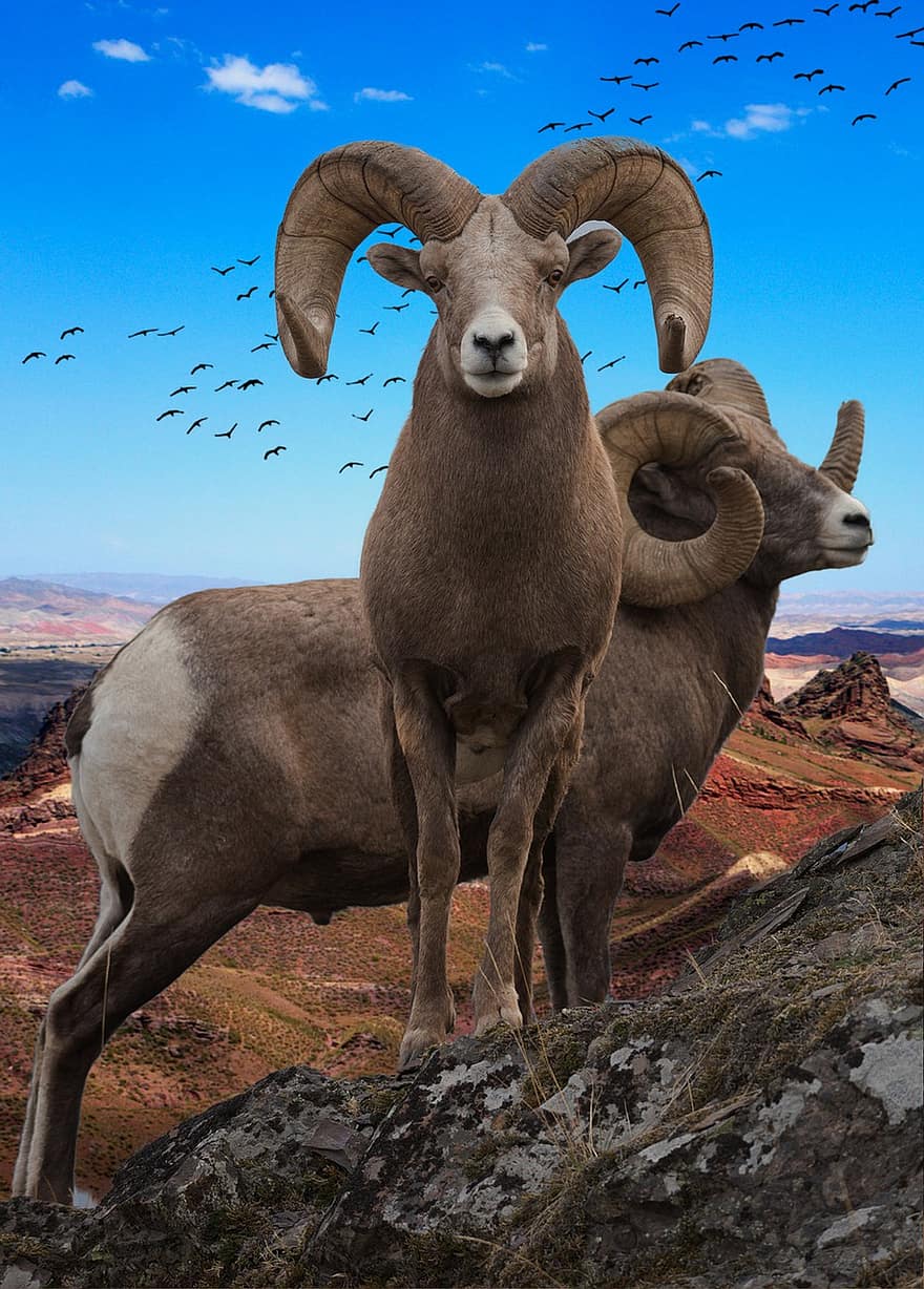 ovelha bighorn, passarinhos, montanhas, fantasia, com chifres, montanha, animais em estado selvagem, Fazenda, RAM, bode, panorama